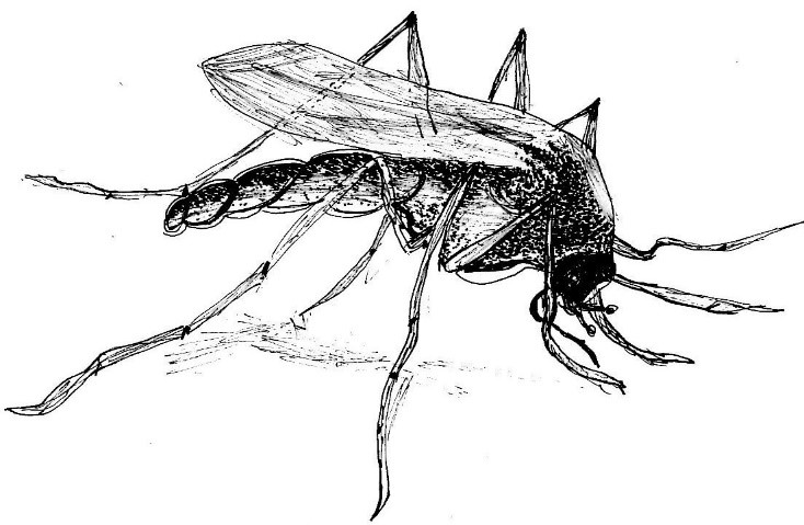 Larvicidno tretiranje komaraca